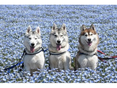 55万本のネモフィラ畑を愛犬とパレード！横須賀・ソレイユの丘で愛犬とアトラクションやマルシェを楽しめるドッグイベントを4月25日(土)・26日(日)に開催。