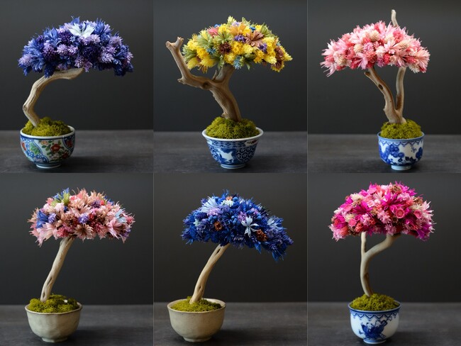色鮮やかなドライフラワーが織りなす一点物の盆栽アート『HANA BONSAI』誕生！日比谷花壇 帝国ホテル店・なかのしま本店にて販売開始。