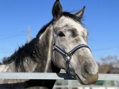 元競走馬の再就職について紹介、日本乗馬普及協会がSDGs AICHI EXPO2023に出展！