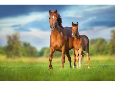 日本最大規模「引退競走馬のセカンドキャリア促進を目的としたシンポジウム」開催決定のお知らせ