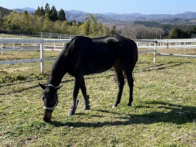 JHA日本乗馬普及協会（Japan Horse riding Association）が目指す夢