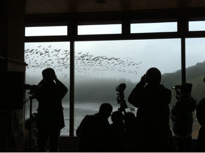 【加賀温泉郷】夜明けの鴨池で出会う感動の瞬間！レンジャー解説付き「ガンの飛び立ち観察」