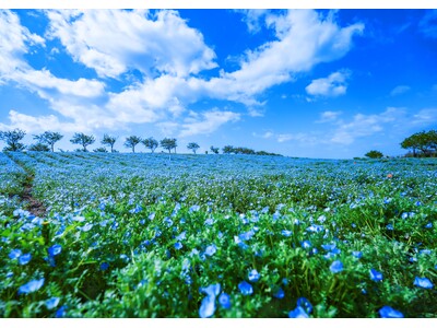 今しか見れない絶景へ♪「空・海・花」青の三重奏　新日本海フェリーでいく”ネモフィラ祭り”を楽しむ団体ツア...