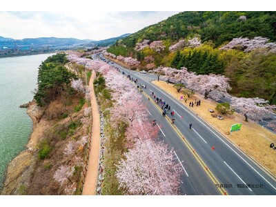 ≪下関港発着≫　関釜フェリーで行く、第33回 慶州さくらマラソンツアー2026販売開始について