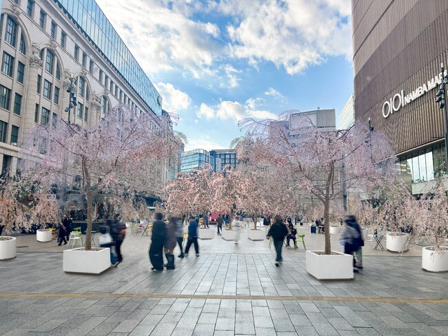 プレスリリース「なんさん通りが歩行者空間に！3月22日、23日になんば広場を桜で彩るイベントなんばSAKURA MUSIC FESを開催！」のイメージ画像