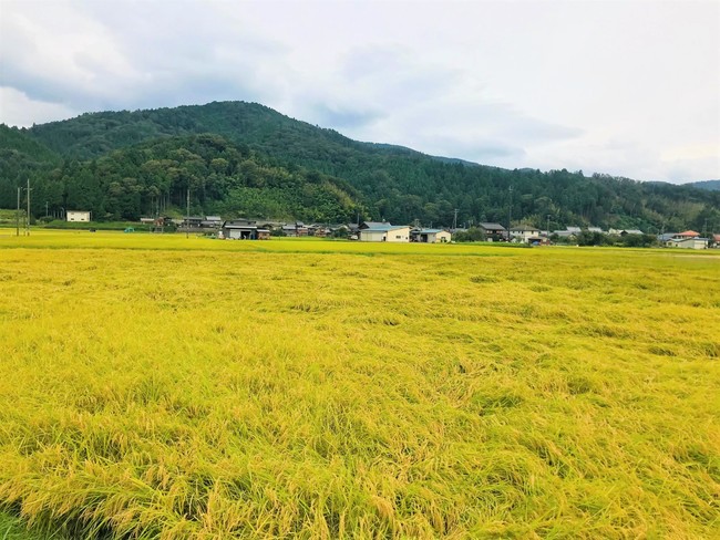 『水の里 奥びわ湖マルシェ』がYahooショッピングでスタート！！滋賀県の美味しい魚とお米をお届けします！！