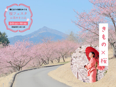 【いばらきフラワーパーク】「桜フェスタ in 花やさと山」開催！着物でめぐる250本の河津桜。マルシェや...