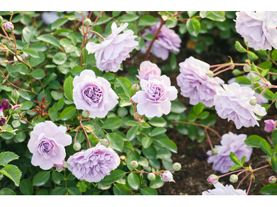 【いばらきフラワーパーク】春バラシーズン到来！より成長した900品種の華やかなバラを五感で体感する「春バラに魅せられる時間」
