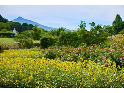 【子ども入園無料！】初開催の親子レッスンやお仕事体験など夏休み期間を楽しむ豊富なアクティビティ満載「ひまわりと過ごす里山の夏休み」