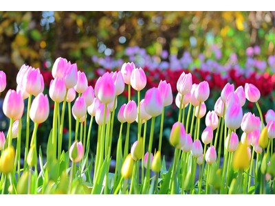 江の島サムエル・コッキング苑 の冬の風物詩「ウィンターチューリップ」が最後の開花