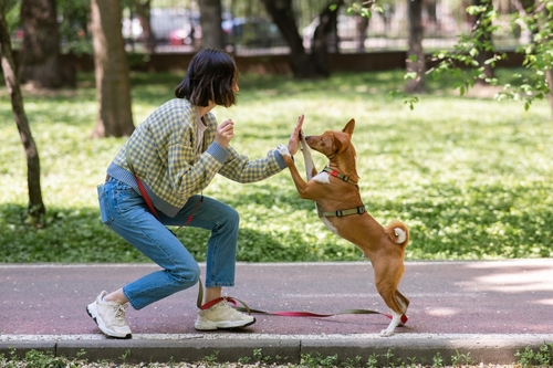 ペットフードメーカー"ミシュワン"といぬとれ株式会社が愛犬と「災害に備える」トレーニング講座を開催