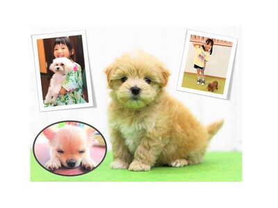 【7/31・8/18出発】 夏の子犬飼育日誌