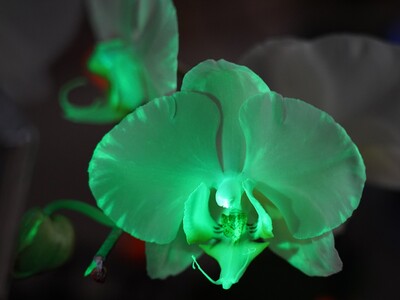 【追加情報】「世界らん展2026‐花と緑の祭典‐」“世界に1株”、大好評「光るコチョウラン」の再展示が決定！世界的パティシエ・辻口博啓さん監修バニラスイーツも楽しめる！