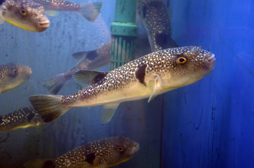 ～ふるさとの海を知ろう～ 函館朝市ミニ水族館 2022年秋のリニューアル！