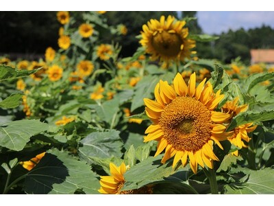 【こもれび森のイバライド】夏の「ひまわり」1万5千本が見頃を迎えます