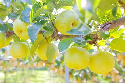 いよいよ旬本番！鳥取県産「二十世紀梨」が8月27日から販売開始　今年も玉太り、糖度ともに上々　平均糖度11.7度