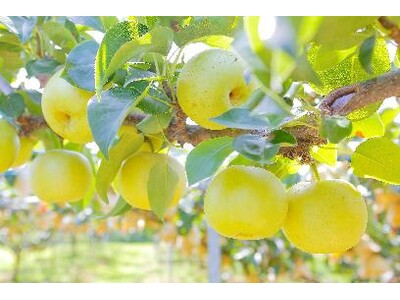 いよいよ旬本番！鳥取県産「二十世紀梨」が8月27日から販売開始　今年も玉太り、糖度ともに上々　平均糖度1...