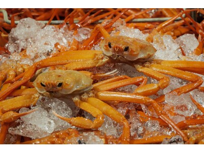 初水揚げ 14.8トン～境港に今シーズン初のベニズワイガニ！、岸壁に鮮やかな“紅”がずらり　“蟹取県”のカニシーズン本番到来