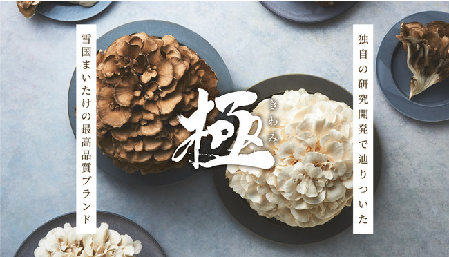 新発売！『雪国まいたけ極 白』8月より出荷開始！新菌種の白まいたけで美味しさアップ