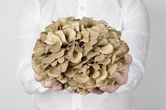 マイタケが持つ認知機能改善効果についての研究成果を発表