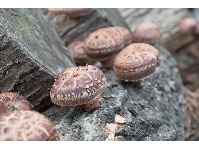 おいしい！いわての原木しいたけ！販売会をいわて銀河プラザで開催します！