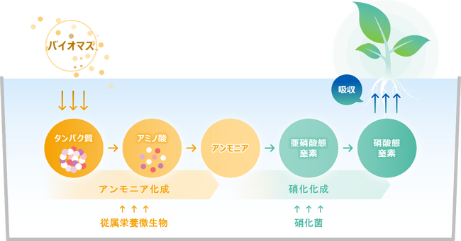 バイオマスを肥料源とした養液栽培技術のベンチャーとして農研ネイチャー・ポニックス株式会社を設立