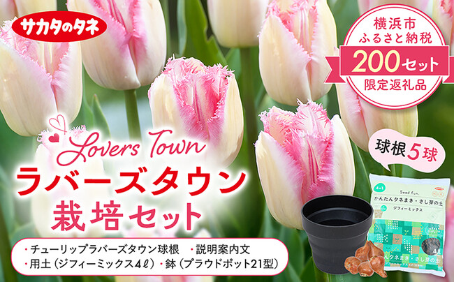 サカタのタネ、横浜市限定チューリップをふるさと納税返礼品に出品