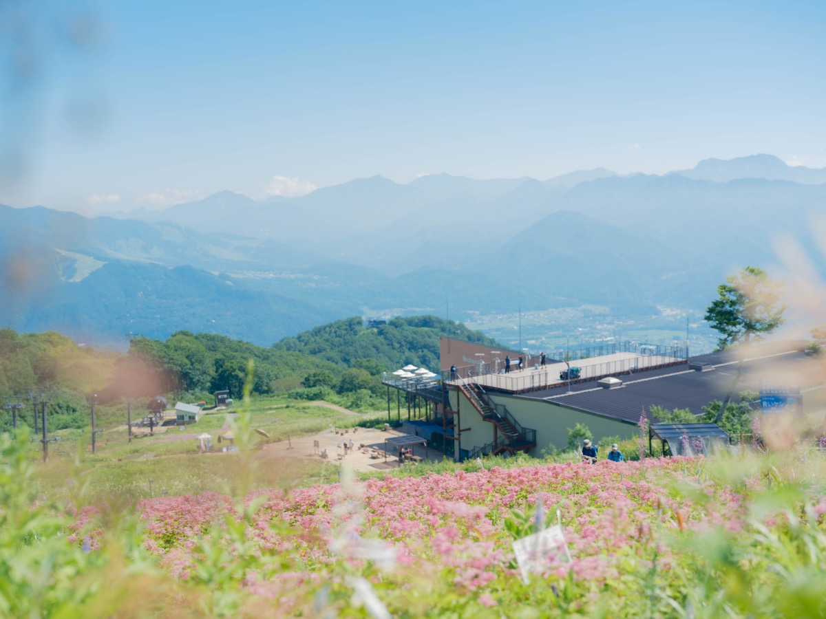 白馬五竜、6月20日からグリーンシーズン営業開始。高山植物園では鮮やかに咲き誇…