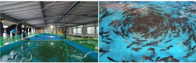SDGs学ぶ機会に　離島の養殖場で体験プログラム開始