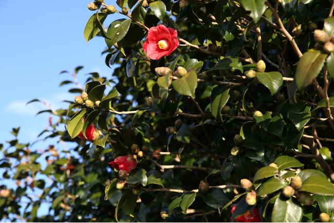 680万本の椿が彩る五島列島・新上五島町で『第12回つばき里山まつり』を開催