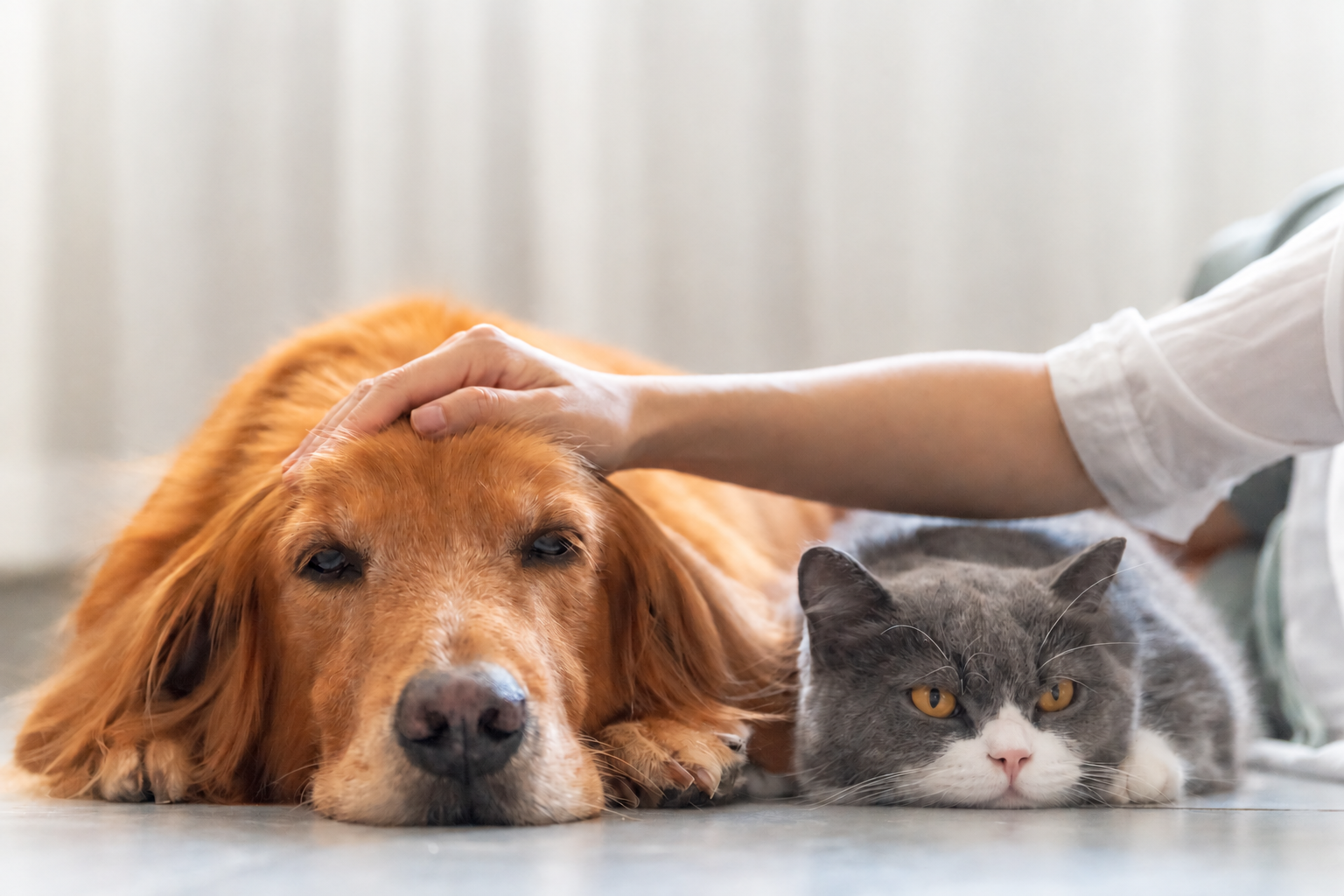 「そのペット用品、本当に今の暮らしに合ってる？」9月20日から7日間は動物愛護週間、注目アイテム5選＆300名限定10％OFFクーポンを配布