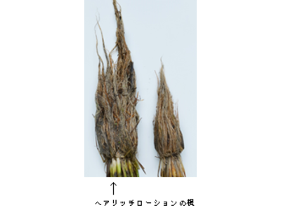 無農薬栽培米が原料の女性用育毛剤「ヘアリッチローション」が新発売！ 日本初※の成分を配合。