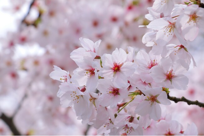 桜前線北上中、今春のお花見は？お花見について調査しました！【1000人アンケート】