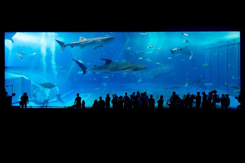 水の生物たちに癒される水族館について調べてみました！【1000人アンケート】