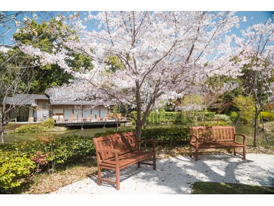 【フォーシーズンズホテル京都】桜の期間限定の宿泊プラン「HANAMIスイート」