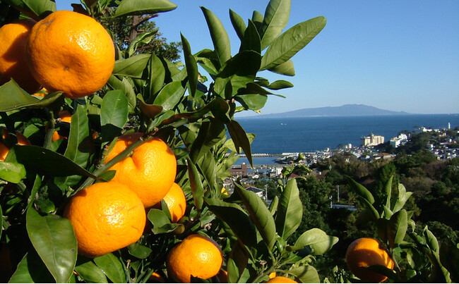 【伊豆稲取温泉】海一望の絶景を見ながら、みかん狩りを楽しむ送迎付きプランを販売開始！温泉と新鮮な魚介も堪能