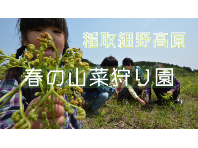 【旬の味覚狩り】東伊豆町稲取細野高原「春の山菜狩り」開催！