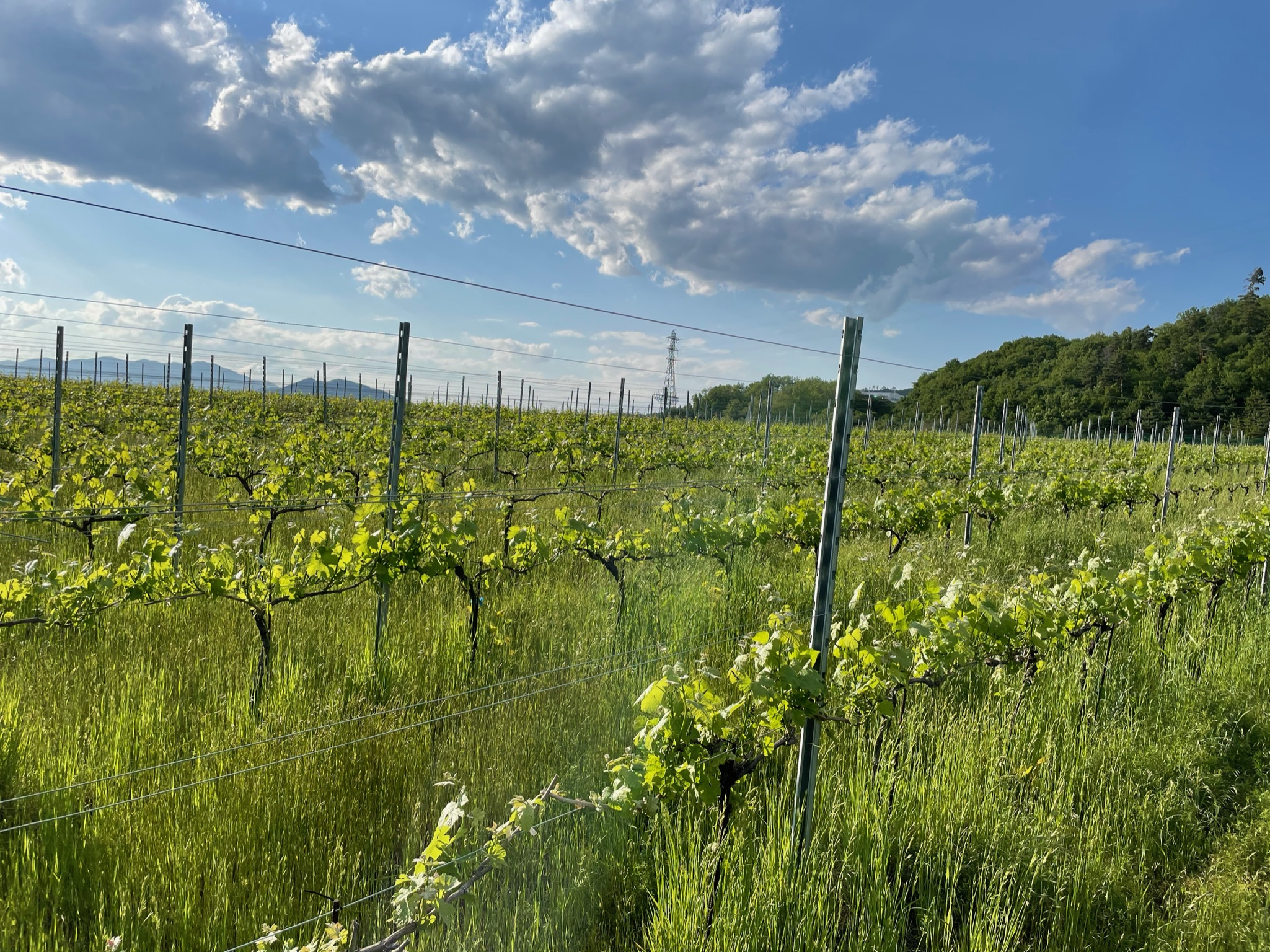 世界基準のCOSMOSオーガニック認証を取得しリニューアル！　ワイン用ぶどうの副産物をアップサイクルした国産エシカルコスメ「Earth∞You アースアンドユー」