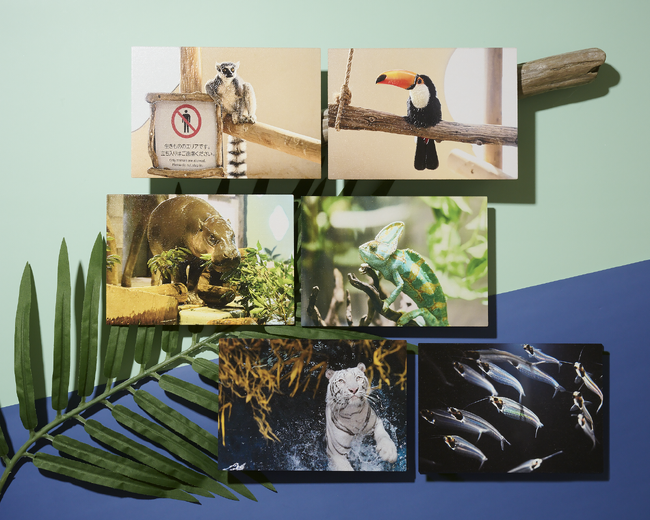 プレスリリース「生きているミュージアム NIFREL（ニフレル）のいきものたちの姿を立体化した「PENON タッチミー！ウッドポストカード」ニフレル内ミュージアムショップにて限定発売」のイメージ画像