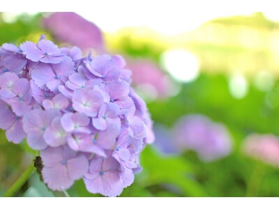 埼玉最大級のスパリゾート「美楽温泉 SPA-HERBS」では6月もイベントが満開!梅雨を吹き飛ばす多彩な...