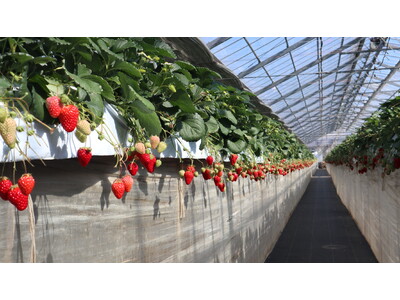 「暮らしに、季節の楽しみを」入居者限定いちご狩りイベントを開催