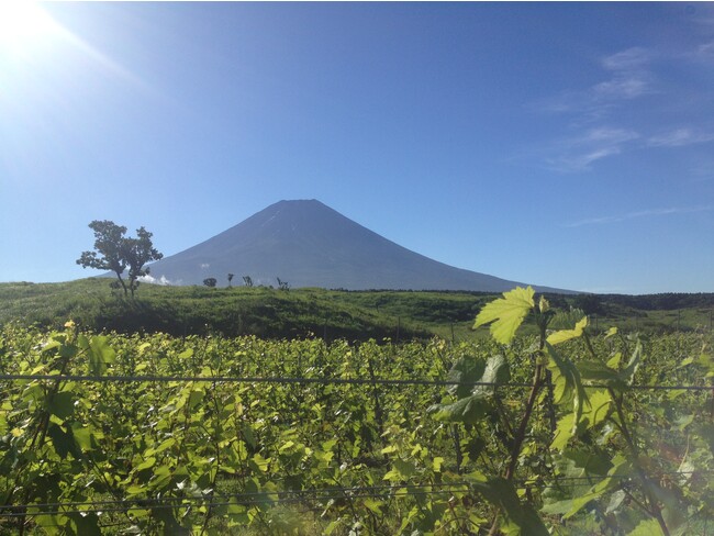 【株式会社 富士山ワイナリー】10年以上の研究を経てウイルス非感染の甲州ブドウを生産することに成功
