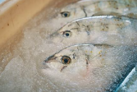 獲れたての美味しさのまま鮮魚をお届け 「高鮮度輸送プロジェクト」始動