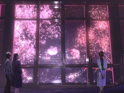 東京タワーの夜景に花咲く、ネイキッドの桜