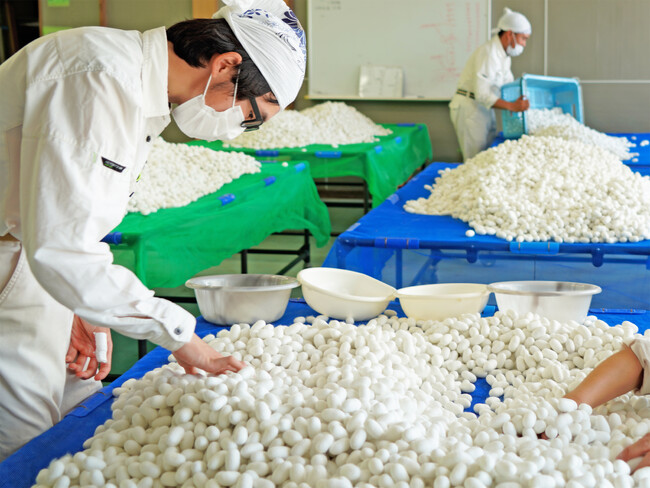 【パーソルダイバース】障害のある社員が302キロの繭を生産。群馬県富岡市で2025年度初出荷