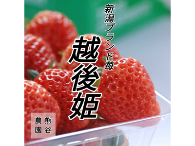 【新潟県三条市 ふるさと納税】新規返礼品として、越後姫（いちご）の取扱いを開始