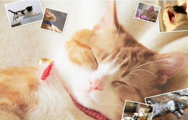 JCY üLtHgReXgv1014ij`1114ijɊJ