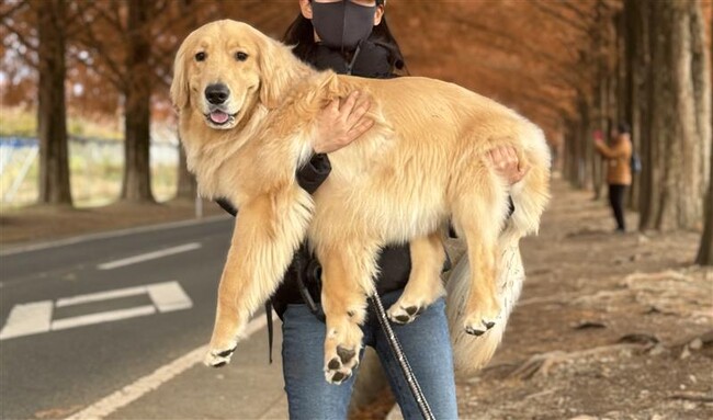 愛犬とのくらしで悩むあなたへ　育犬ノイローゼを乗り越えた女性からのメッセージ