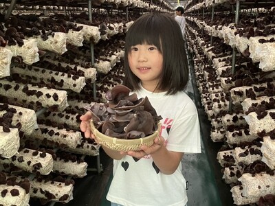 珍しい！オーガニックきくらげの収穫体験！受付開始！
