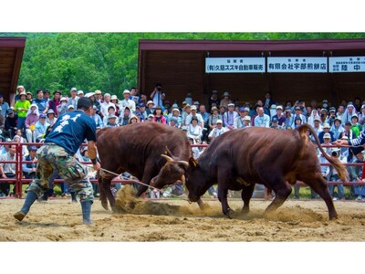 地域文化を体験する旅へ!東北唯一の闘牛を観戦、岩手の豊かな自然と文化を感じるツアー~2024年10月19...
